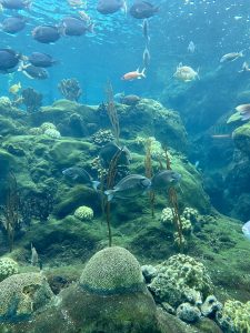 snorkel
