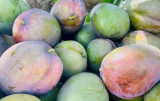 Mangos