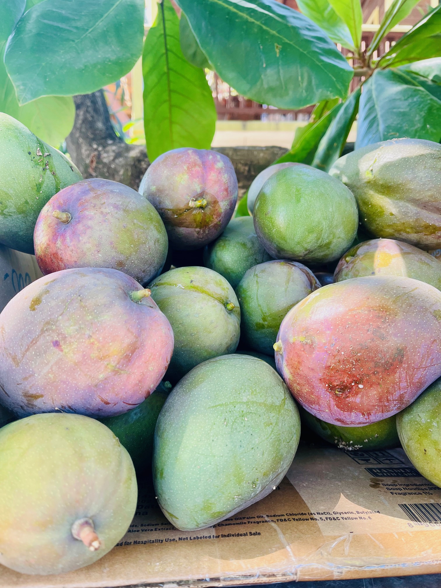 Mangos